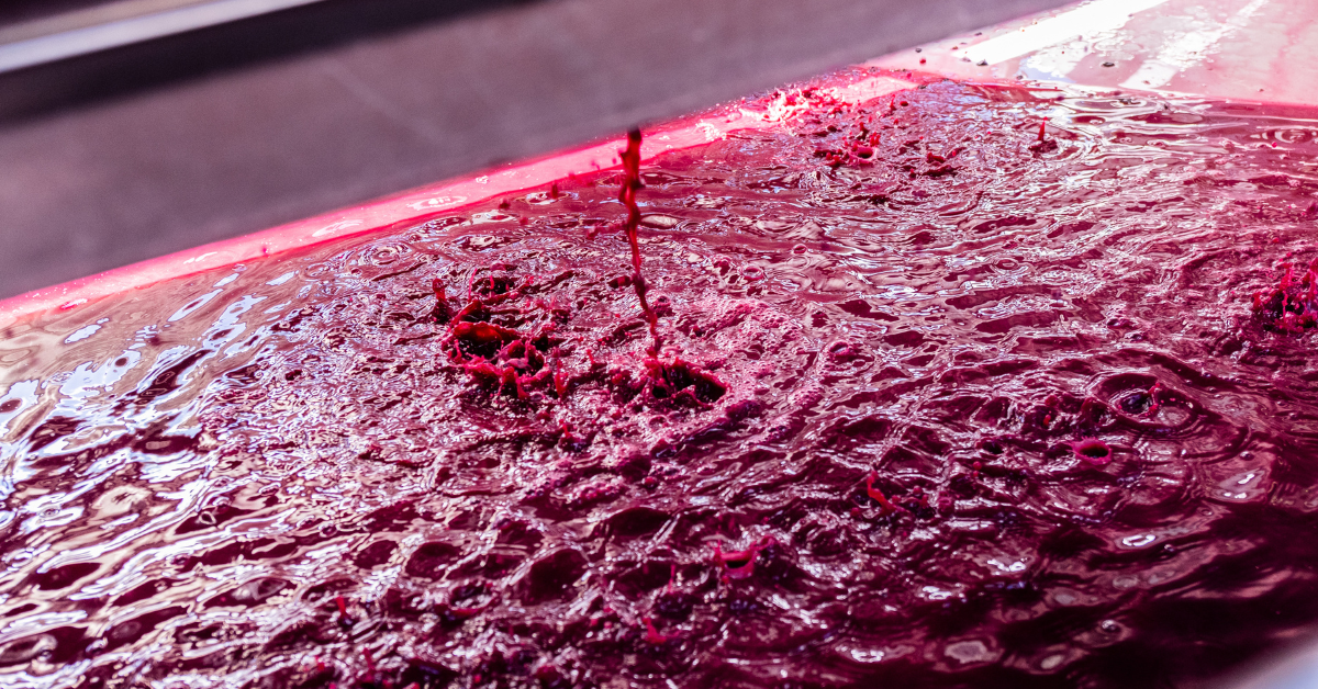 Lark Hill Winery winemaking process