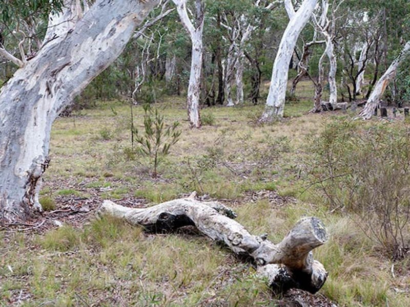 Wog Wog campground | Queanbeyan Palerang