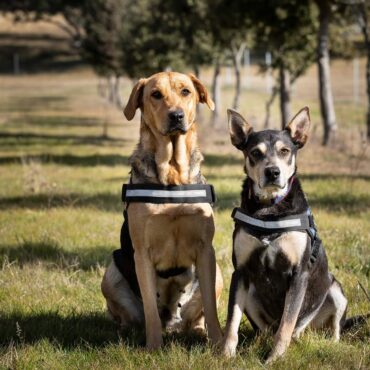 Truffle hunting Queanbeyan-Palerang