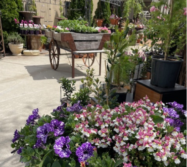 bgdnursery1