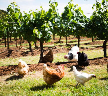 Lark Hill Vineyard - Chooks in Chardonnay