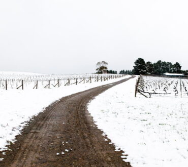 Lark Hill Vineyard - Snow Panorama